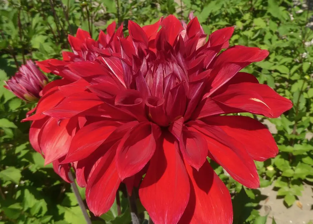 Dahlia Babylon Paars / Red Tubers