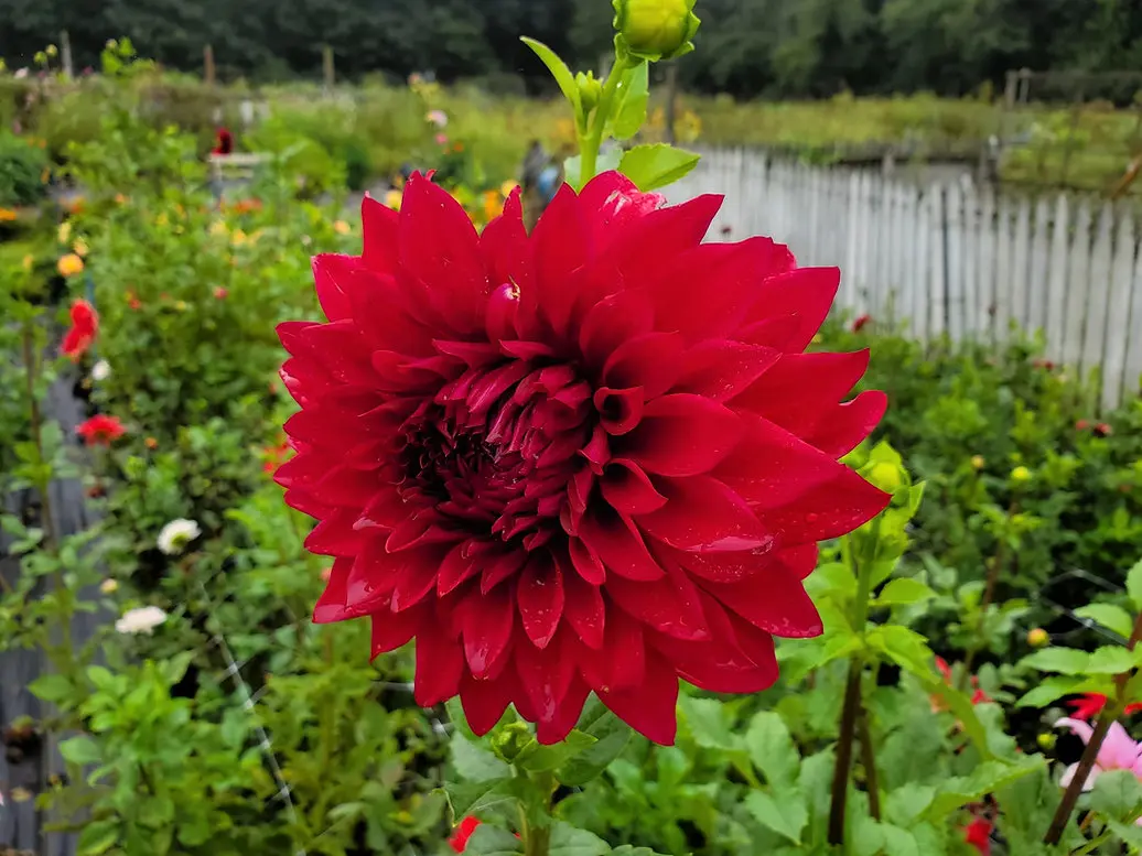 Dahlia Babylon Paars Red Tubers