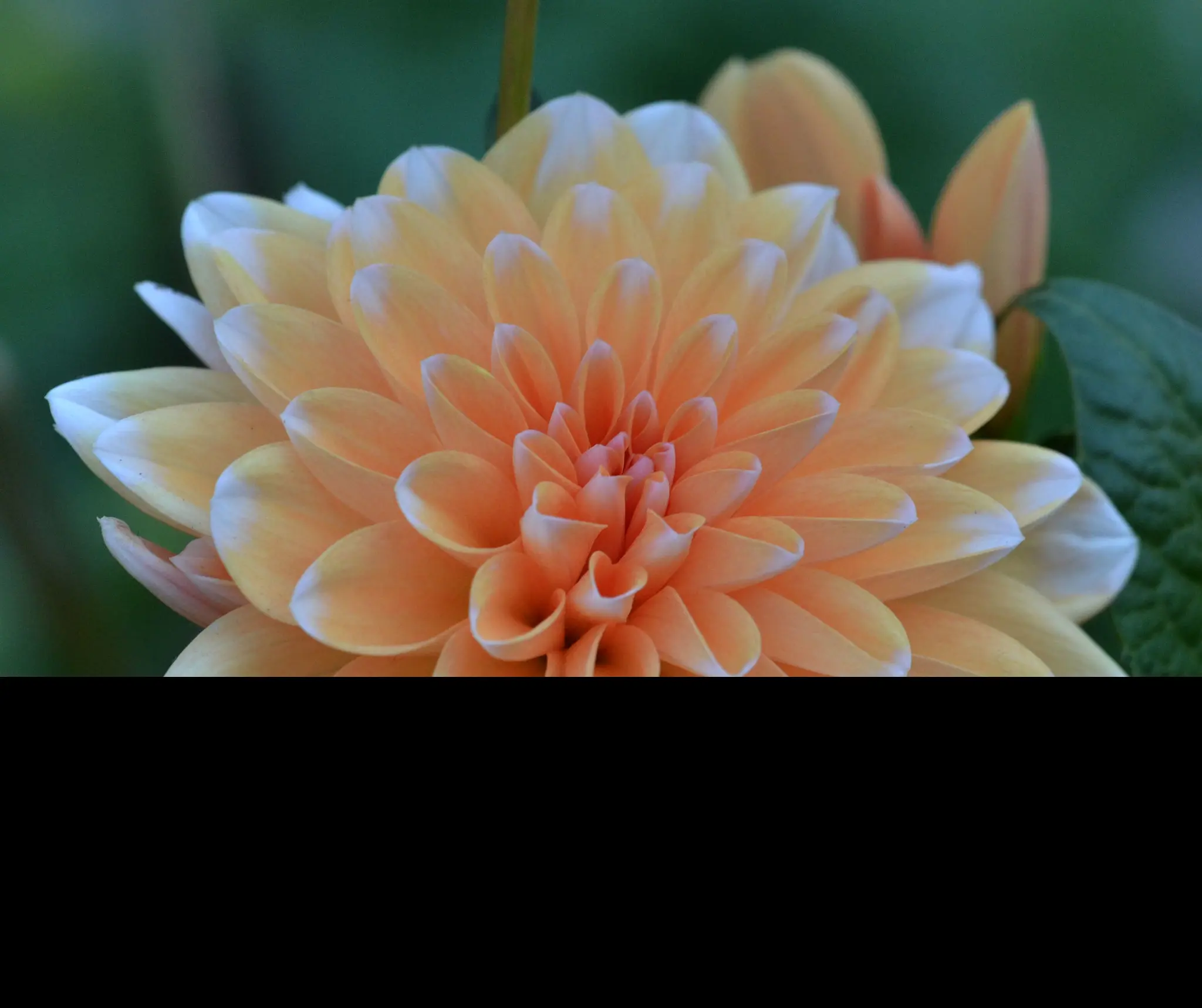 Dahlia Bahama Apricot Tubers