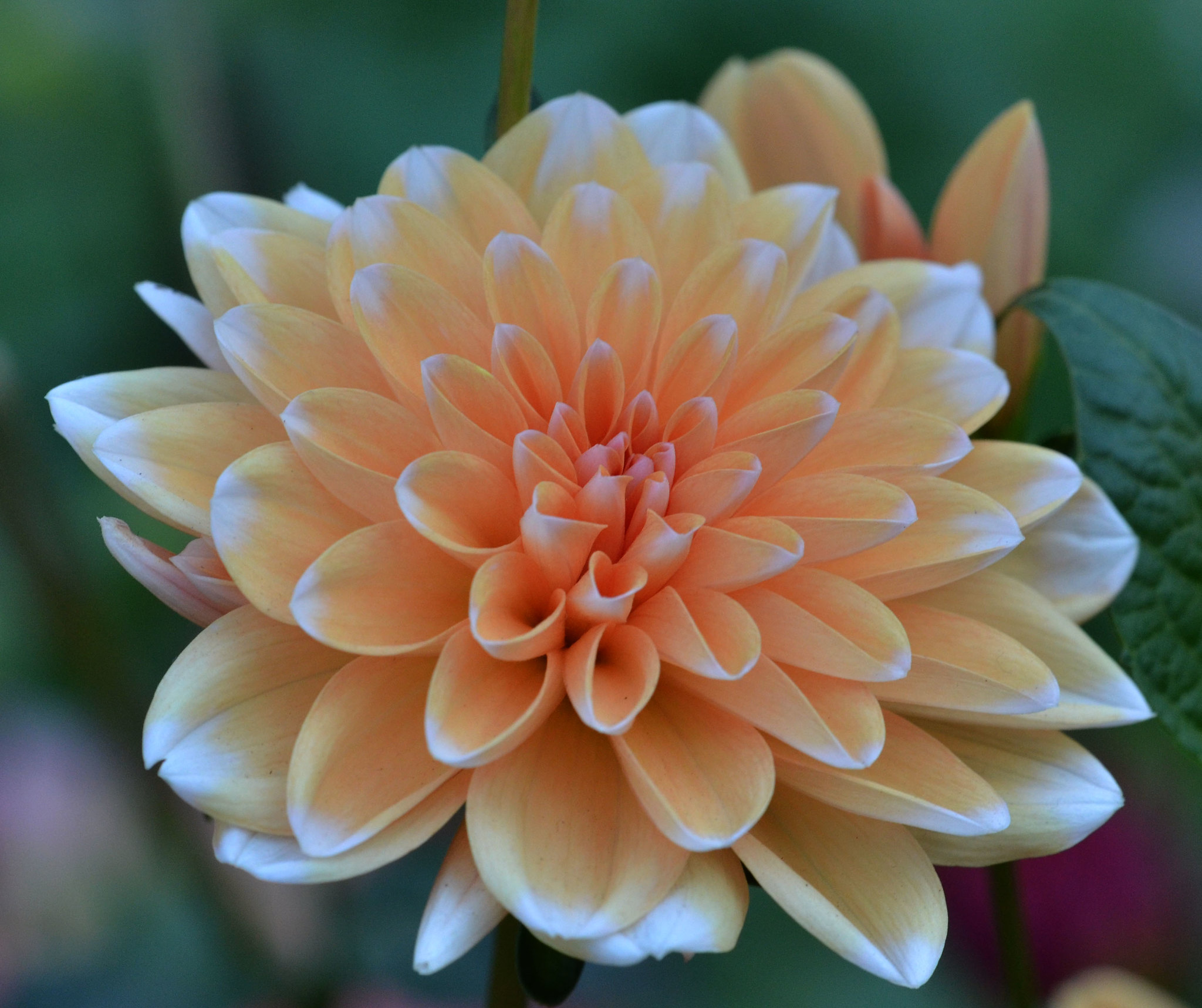 Dahlia Bahama Apricot Tubers
