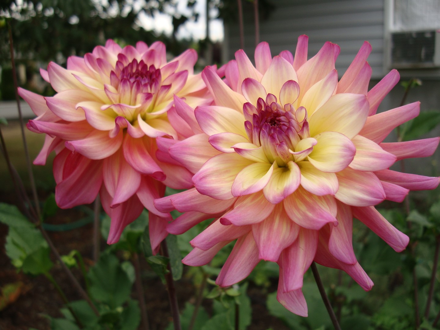 Dahlia Bahama Mama Tubers
