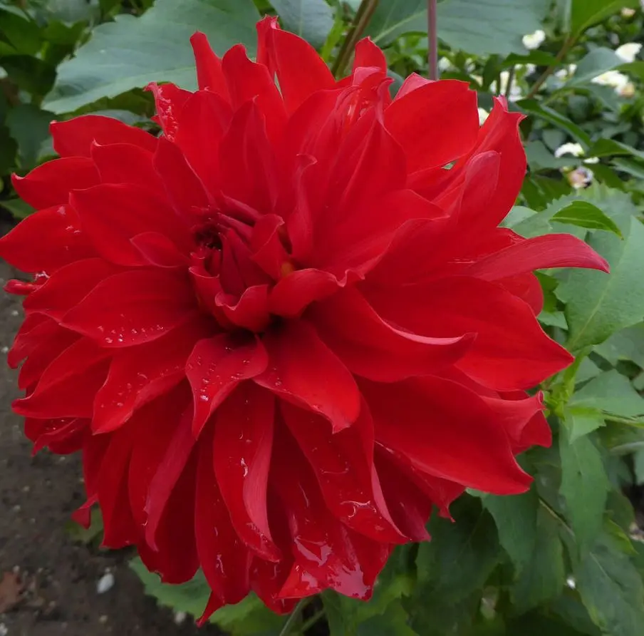 Dahlia Barbarossa Tubers