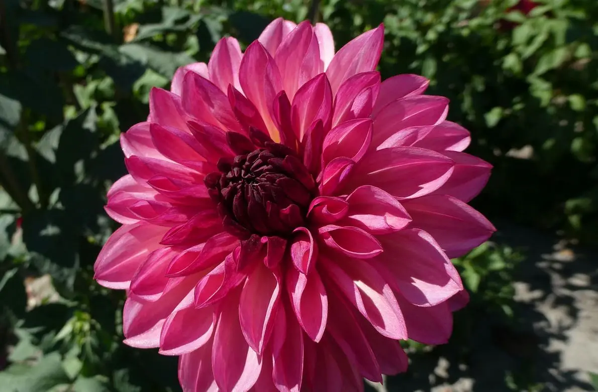 Dahlia Barcardi Tubers
