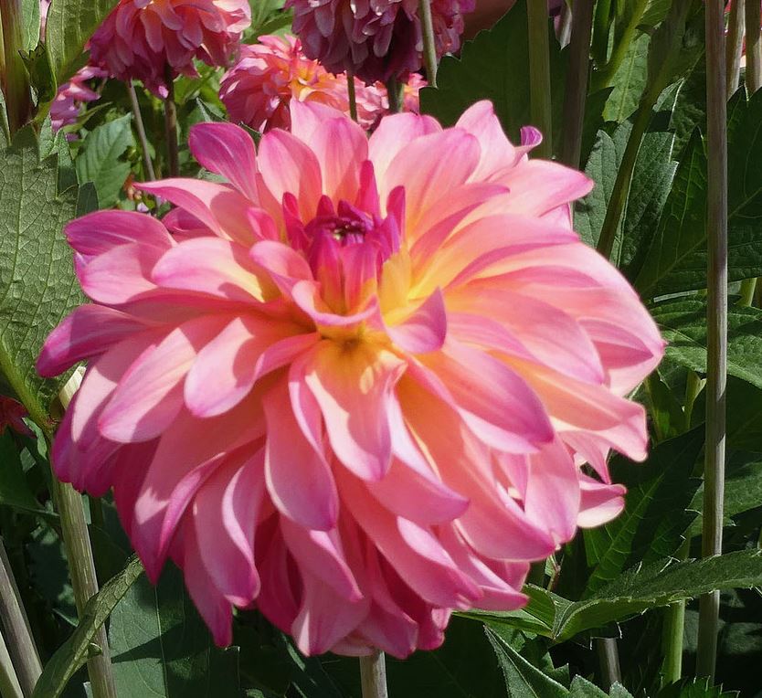 Dahlia Belfloor Tubers