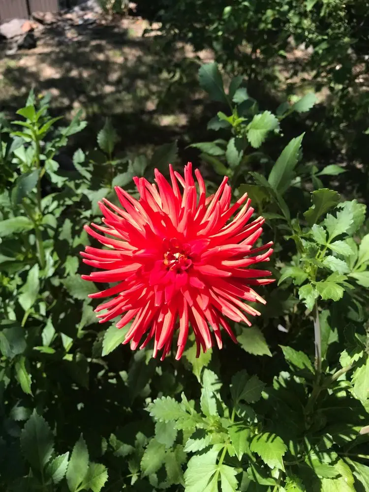 Dahlia Bergers Record Tubers