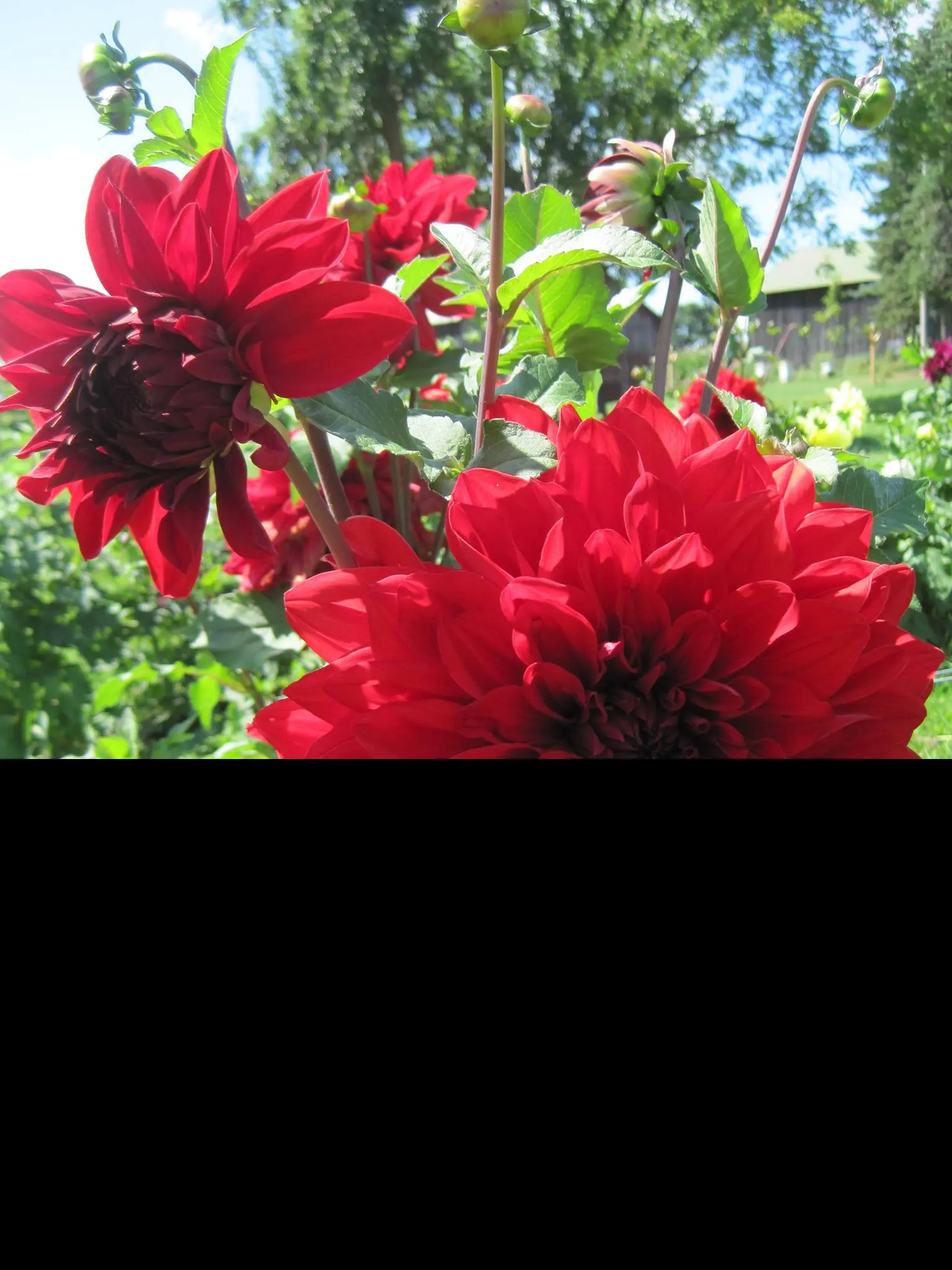 Dahlia Big Wow Tubers