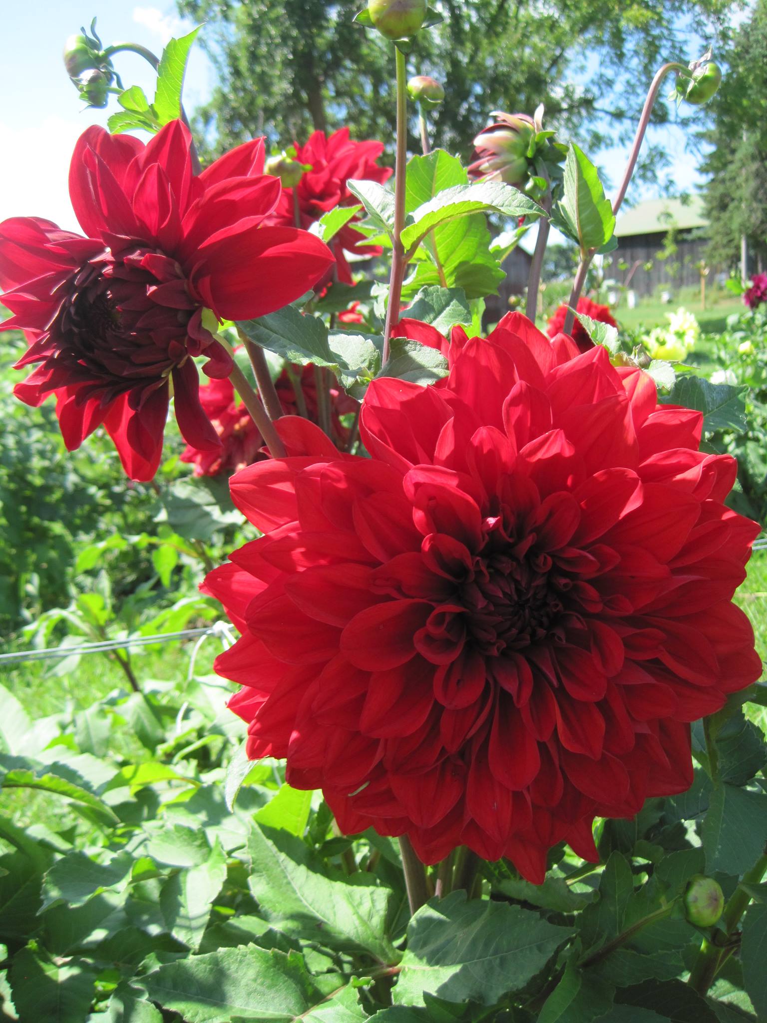 Dahlia Big Wow Tubers