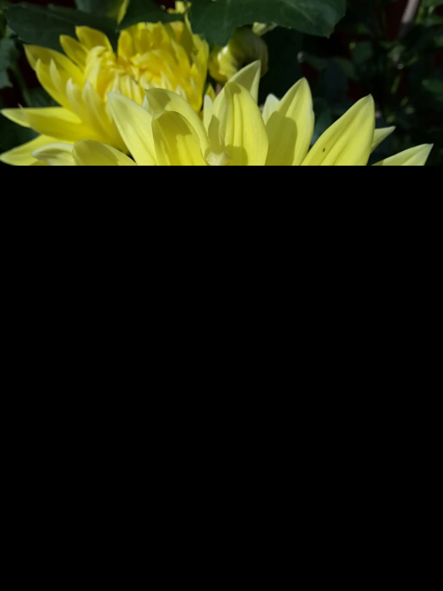 Dahlia Bilbao Tubers