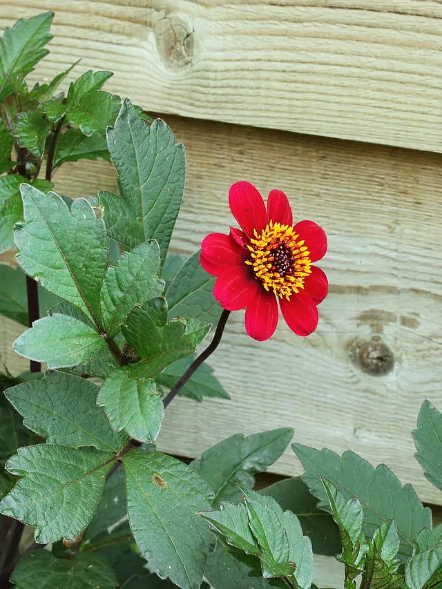 Dahlia Bishop of Auckland Tubers - Image 2