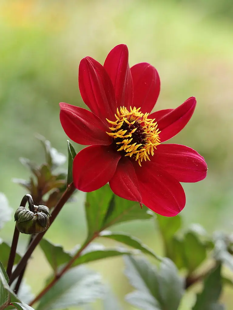 Dahlia Bishop of Auckland