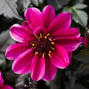 Dahlia Bishop of Canterbury