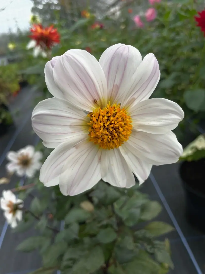 Dahlia Bishop of Dover Tubers