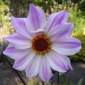 Dahlia Bishop of Leicester Tubers