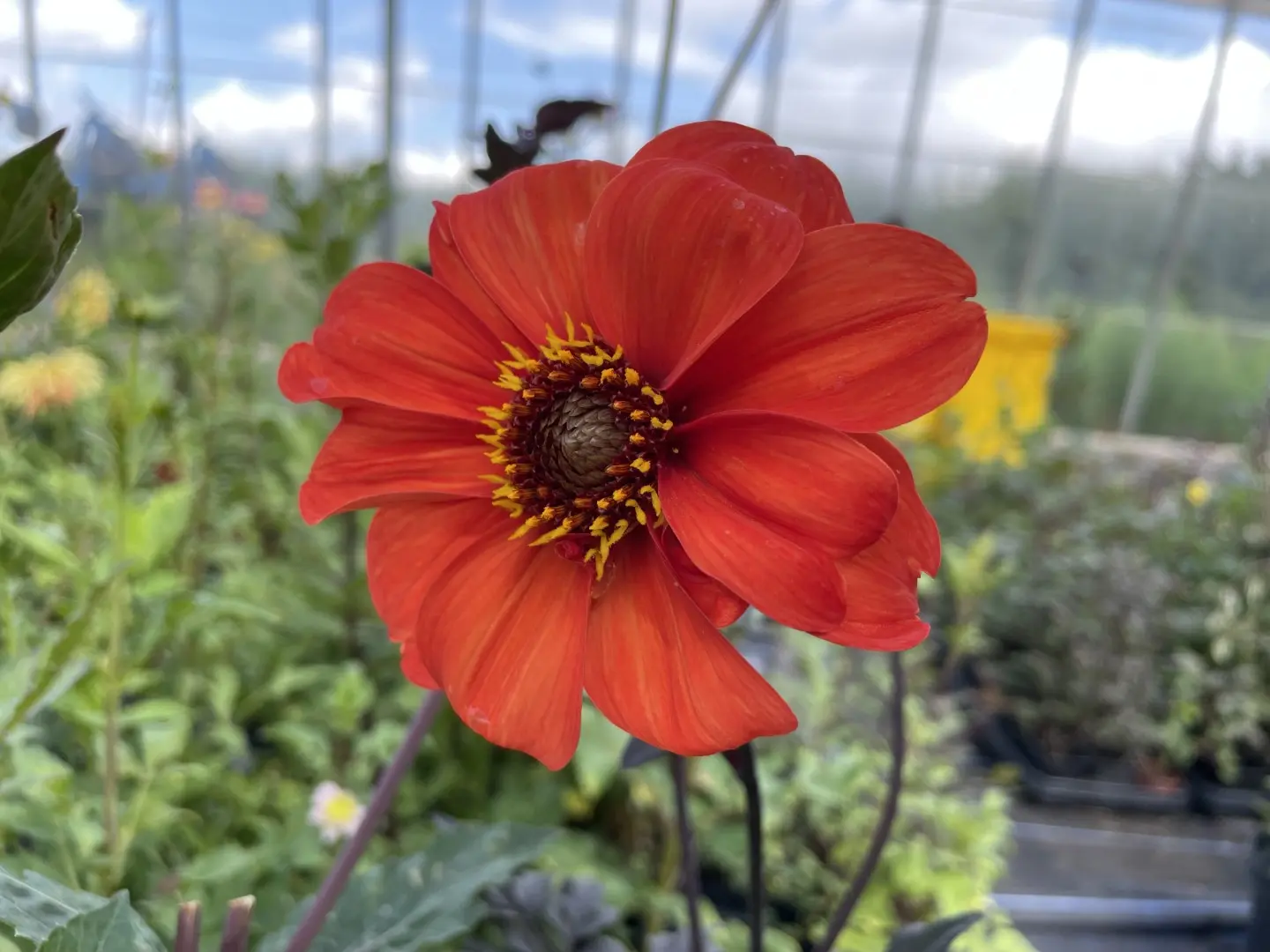 Dahlia Bishop of Llandaff Tubers
