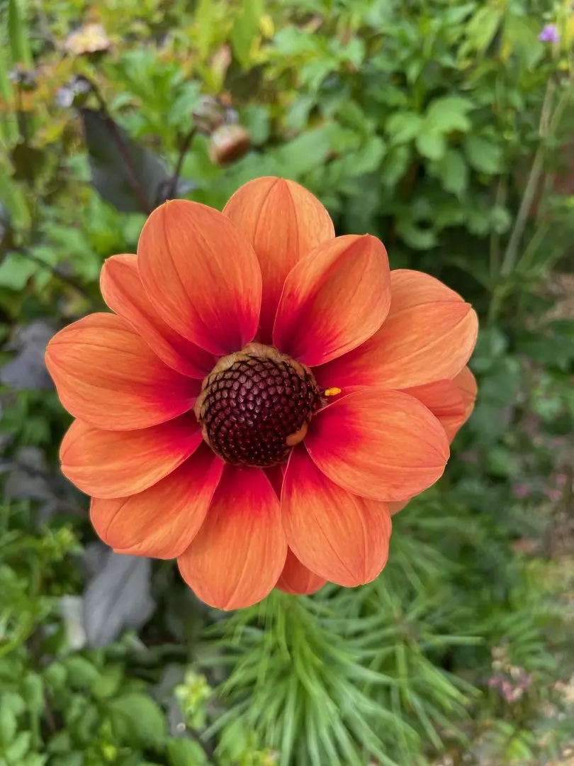 Dahlia Bishop of Oxford Tubers