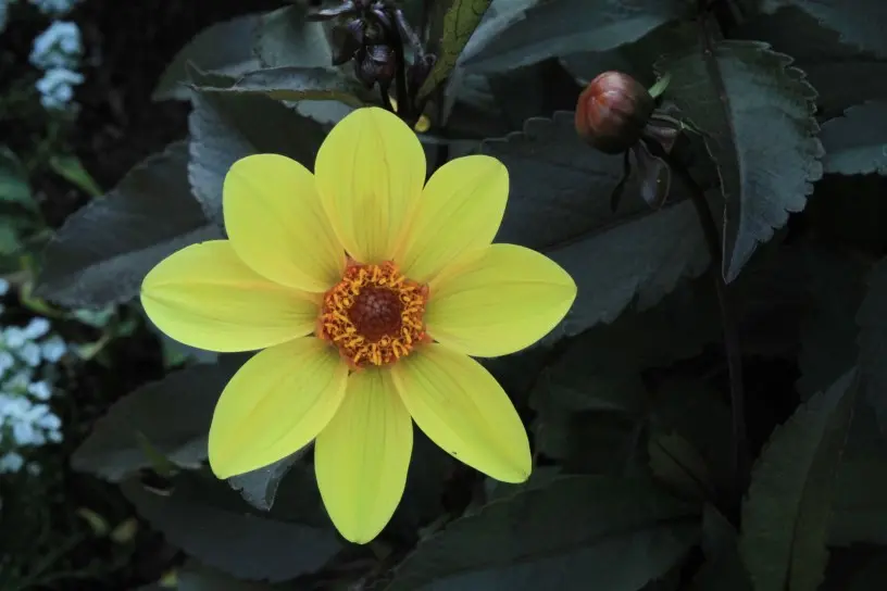 Dahlia Bishop of York Tubers