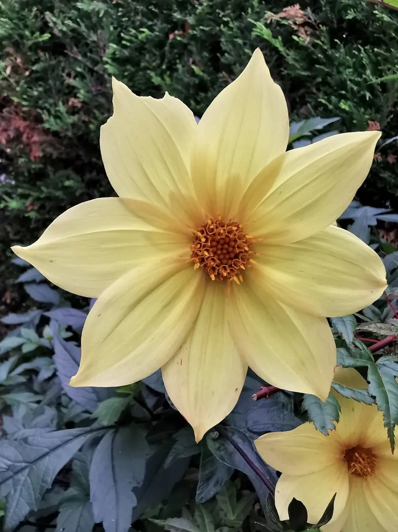 Dahlia Bishop of York Tubers
