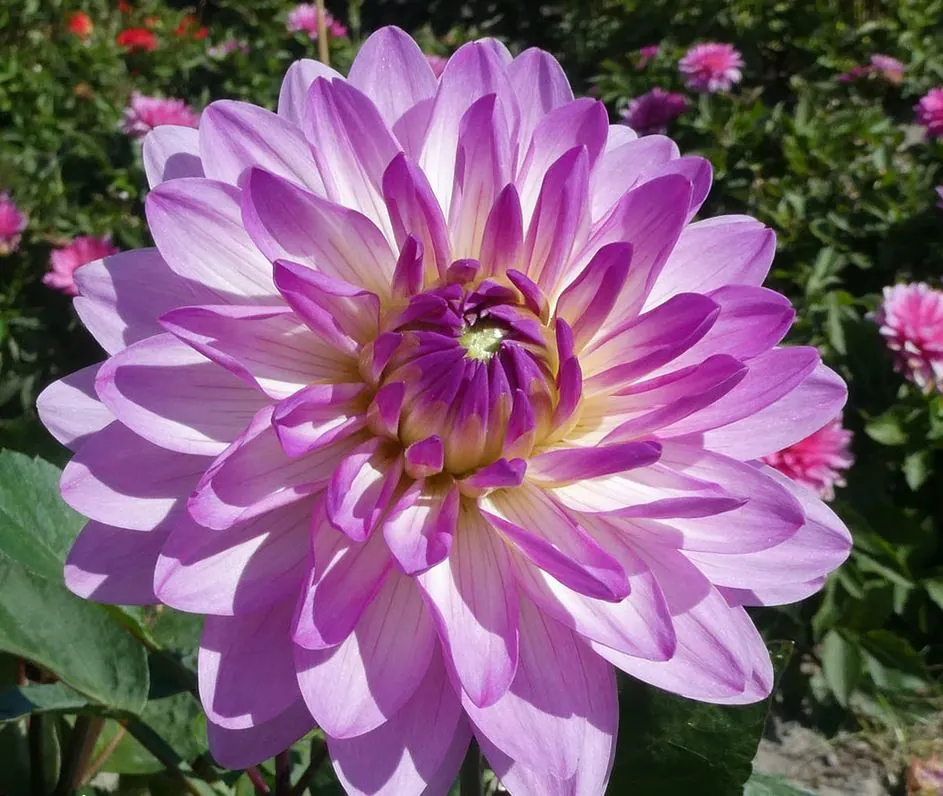 Dahlia Bitsy Tubers