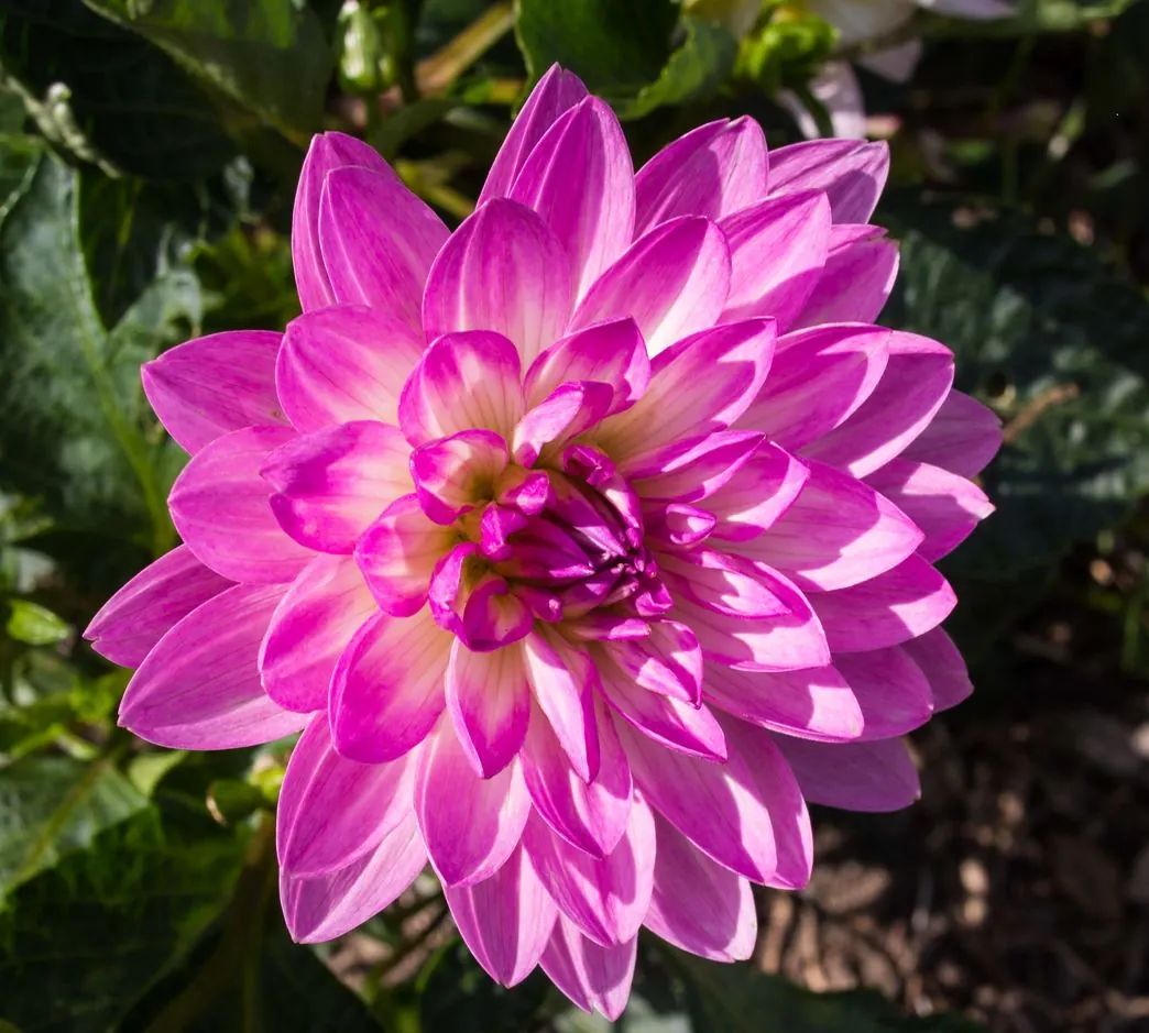 Dahlia Bitsy Tubers