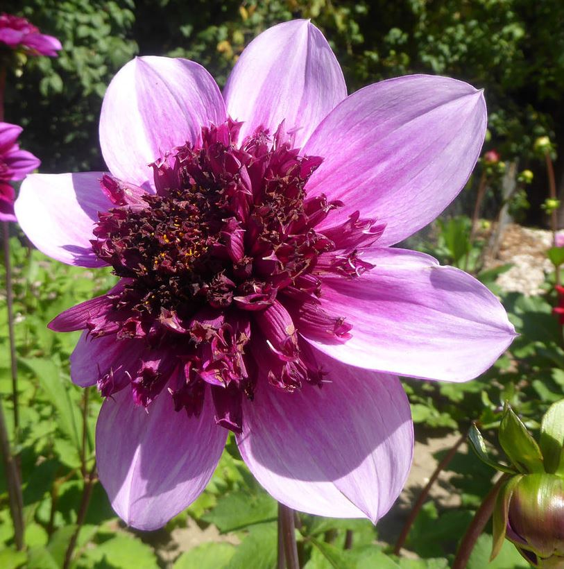Dahlia Blue Bayou Tubers