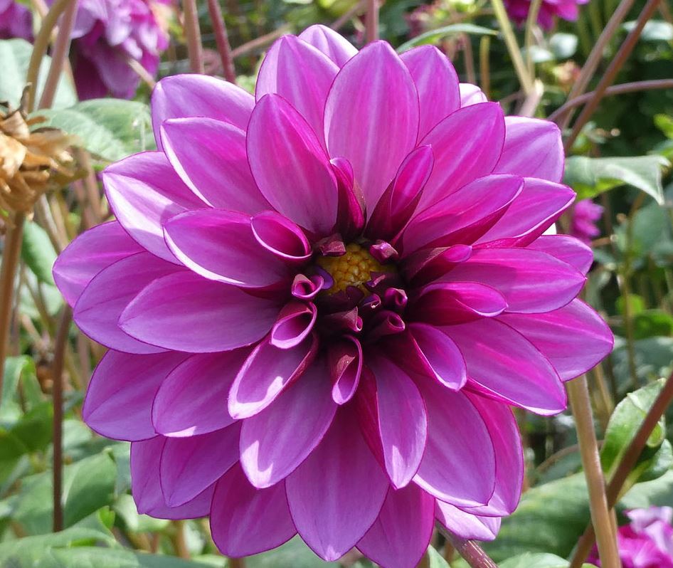 Dahlia Blue Bell Tubers