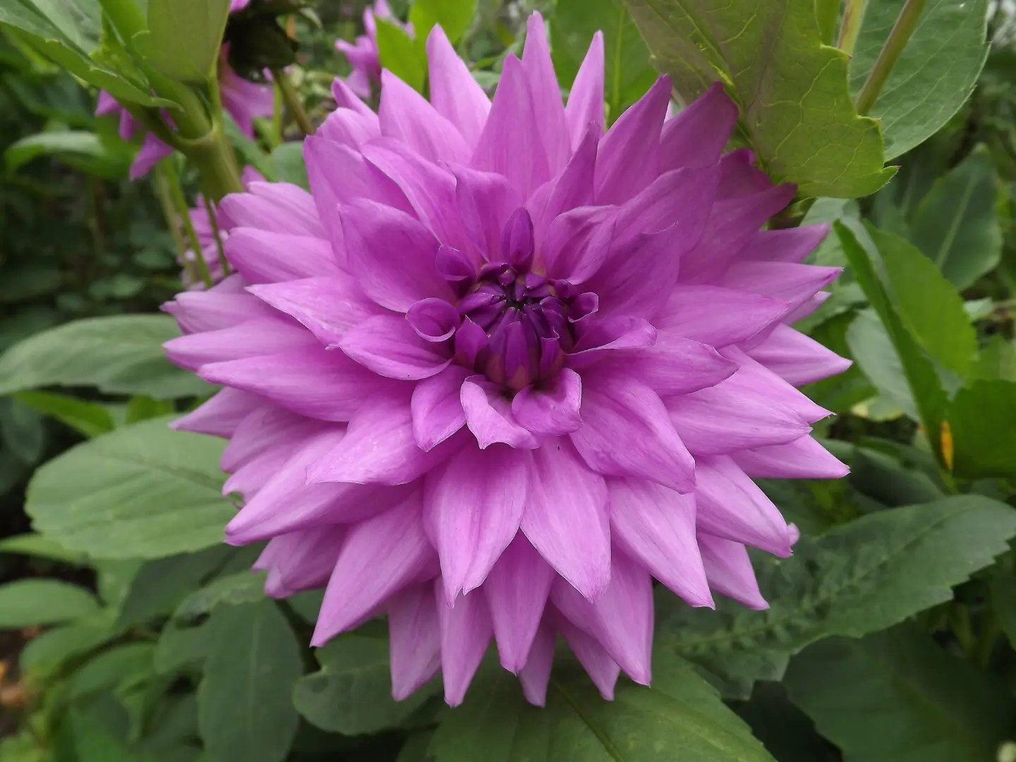 Dahlia Blue Boy Tubers