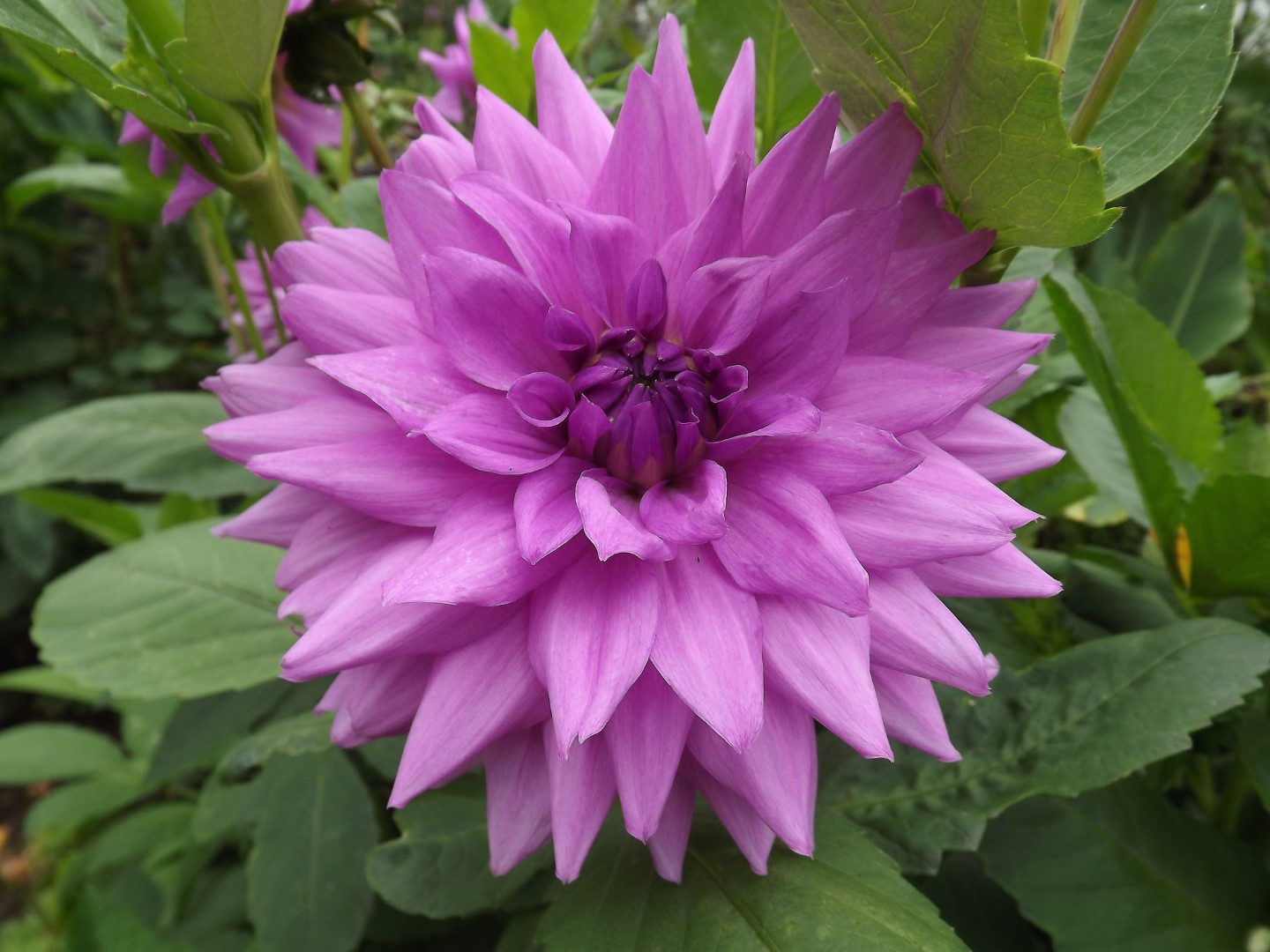 Dahlia Blue Boy Tubers