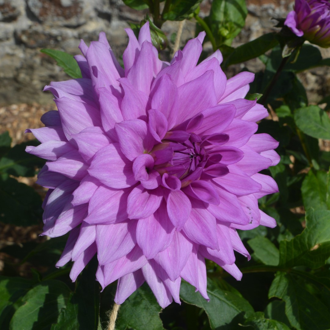 Dahlia Blue Boy Tubers - Image 2