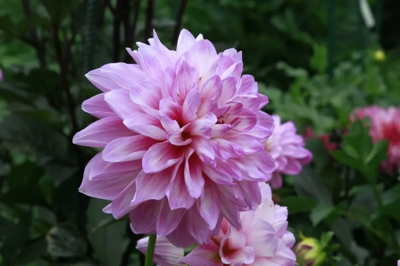 Dahlia Blue Wish Tubers