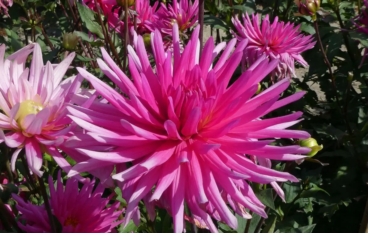 Dahlia Blues Record Tubers