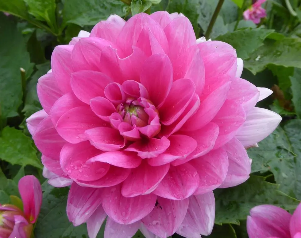 Dahlia Bluesette Tubers