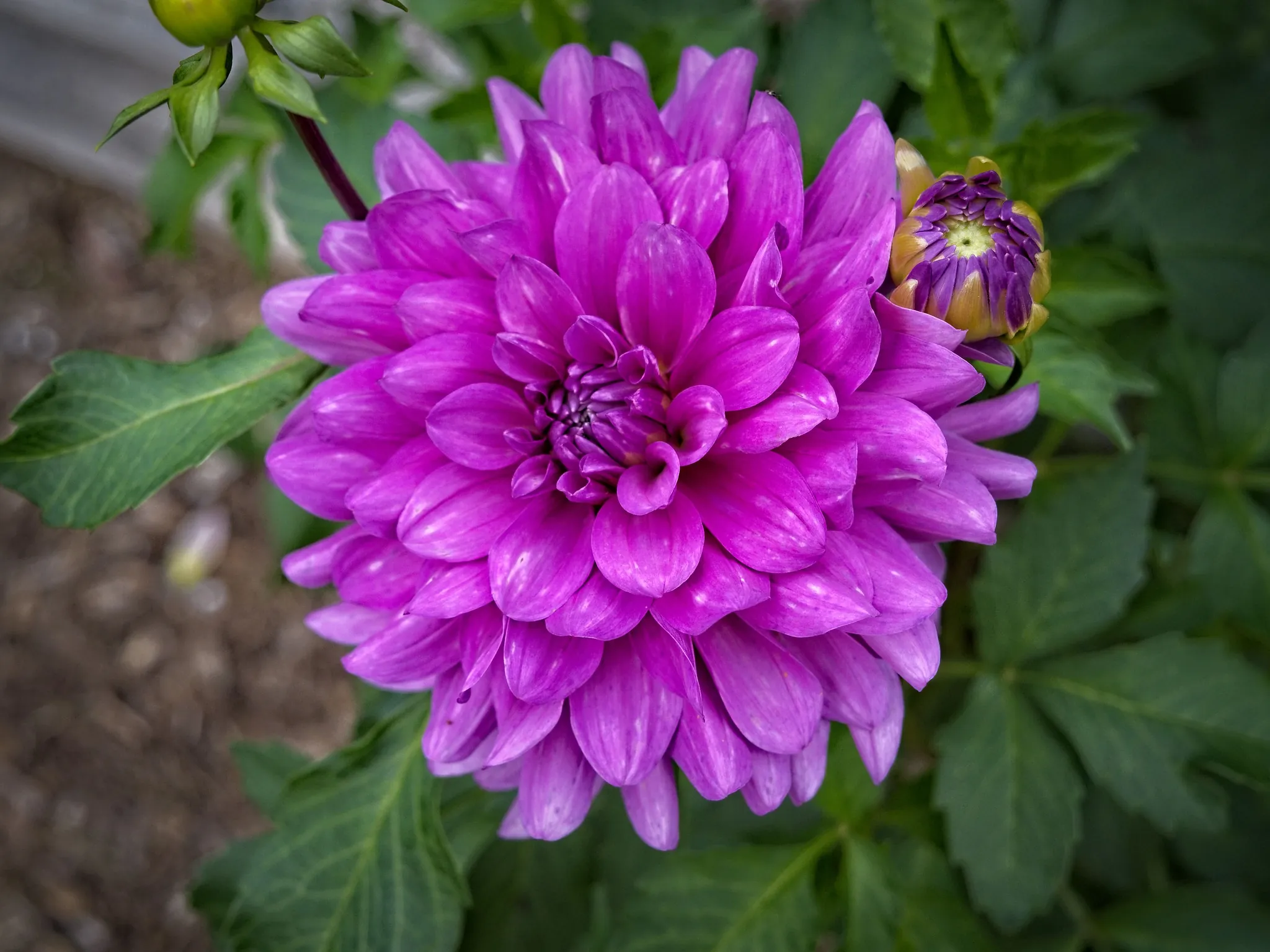 Dahlia Bluetiful Tubers