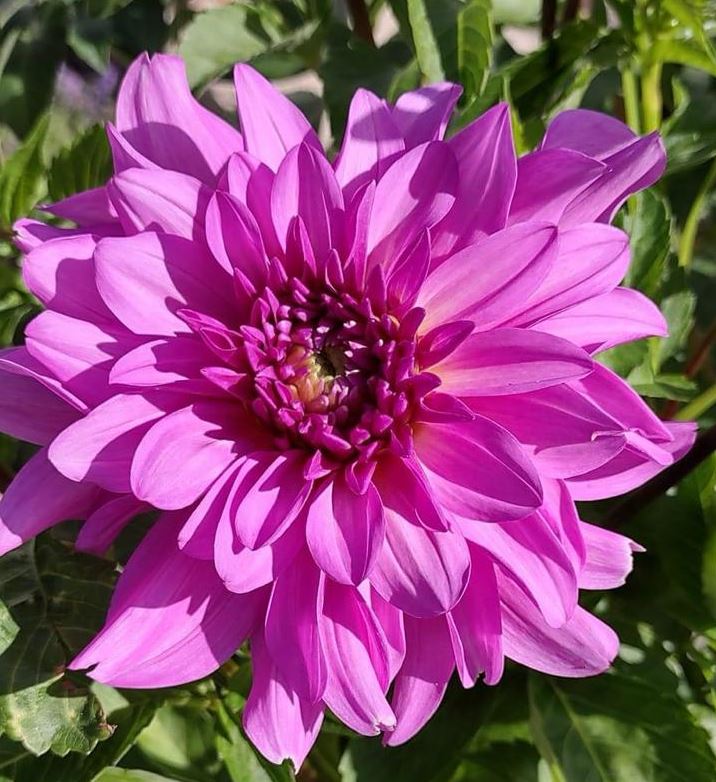 Dahlia Bluetiful Tubers