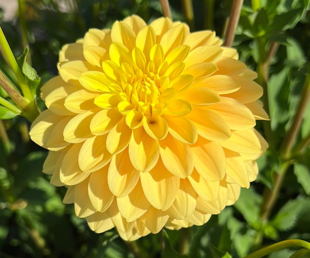 Dahlia Bocherell Tubers