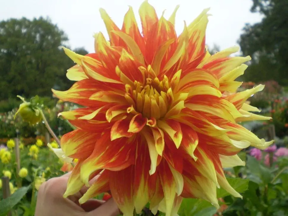 Dahlia Bodacious Tubers - Image 2