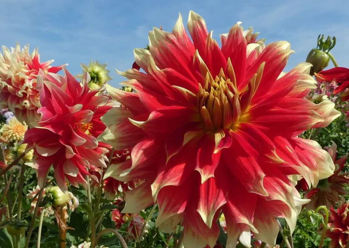 Dahlia Bodacious Tubers