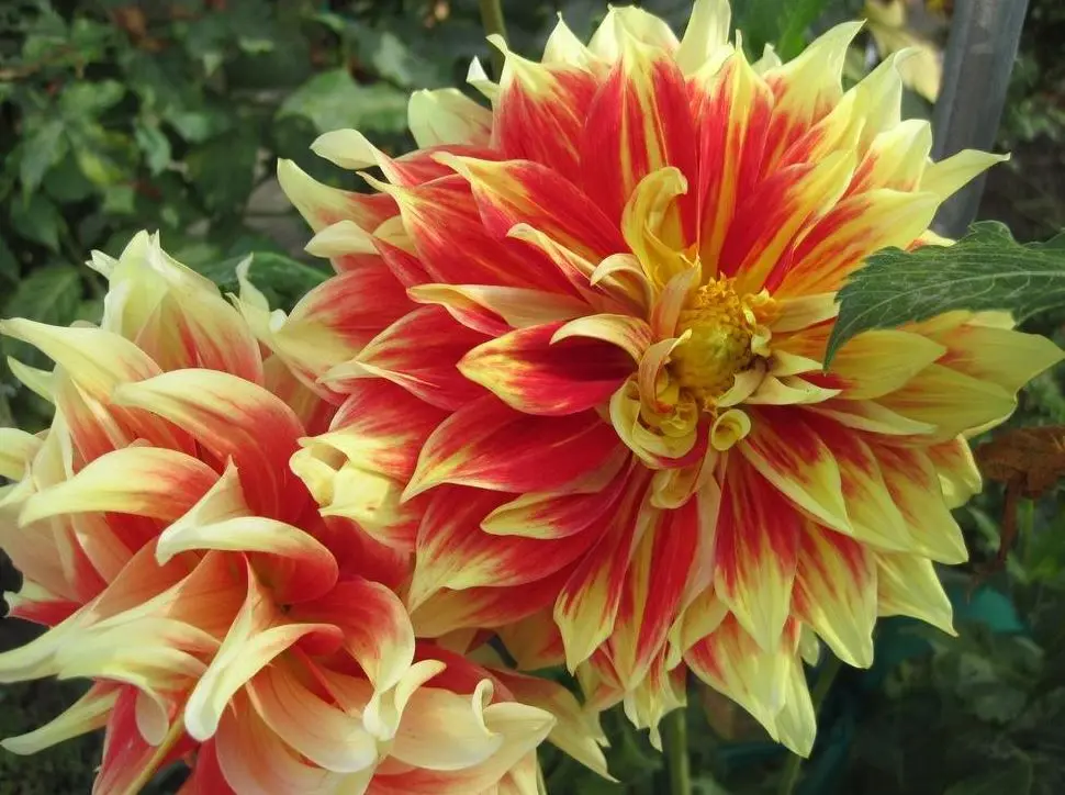 Dahlia Bodacious Tubers