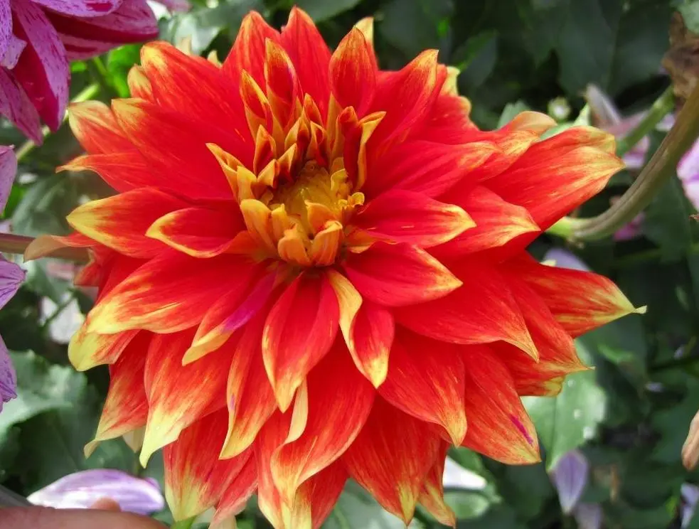 Dahlia Bodacious Tubers