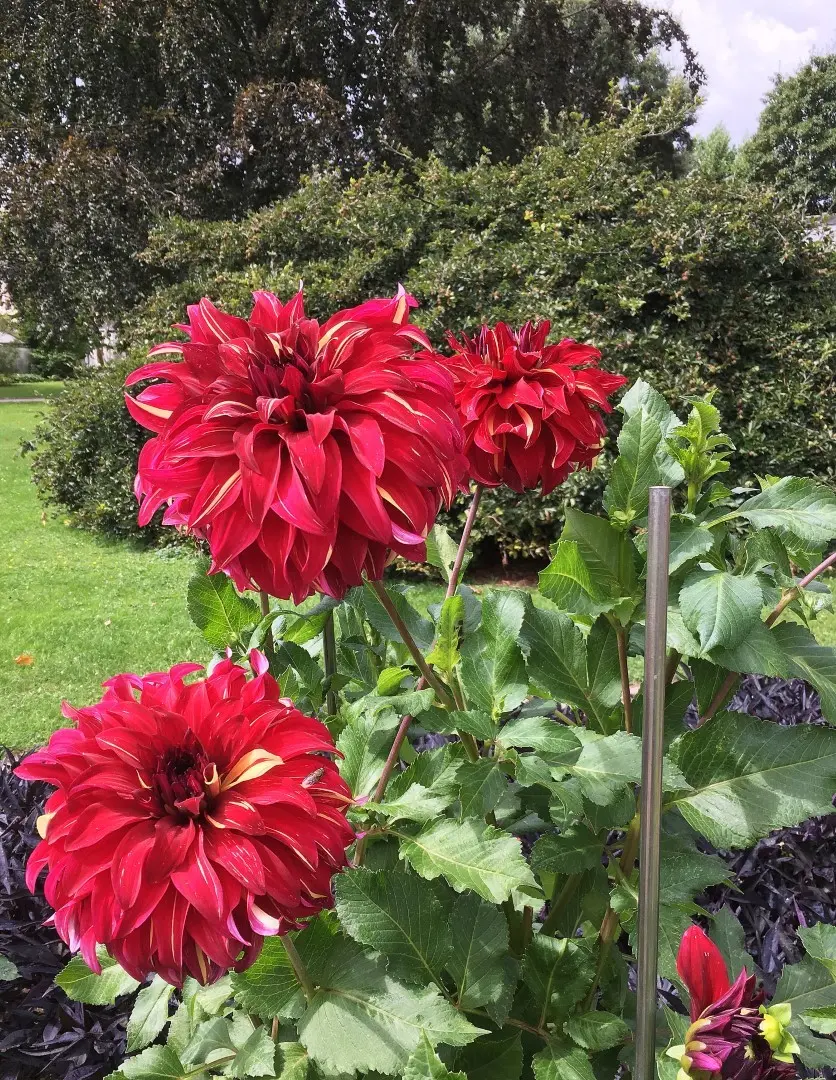 Dahlia Bohemian Spartacus Tubers