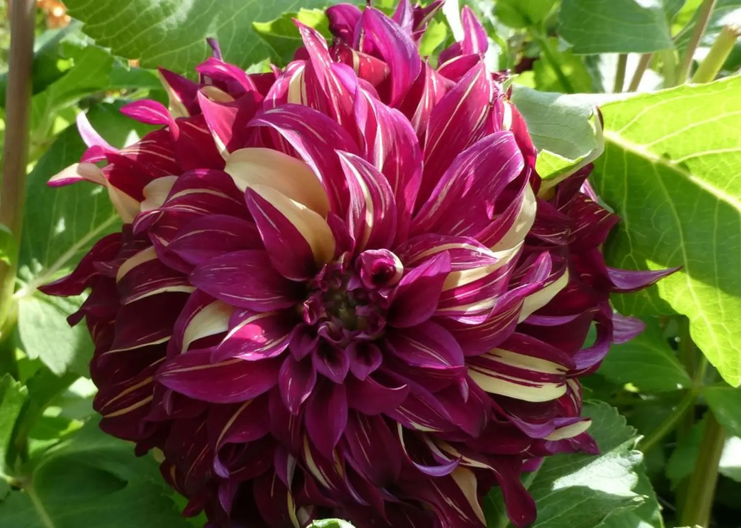 Dahlia Bohemian Spartacus Tubers - Image 2