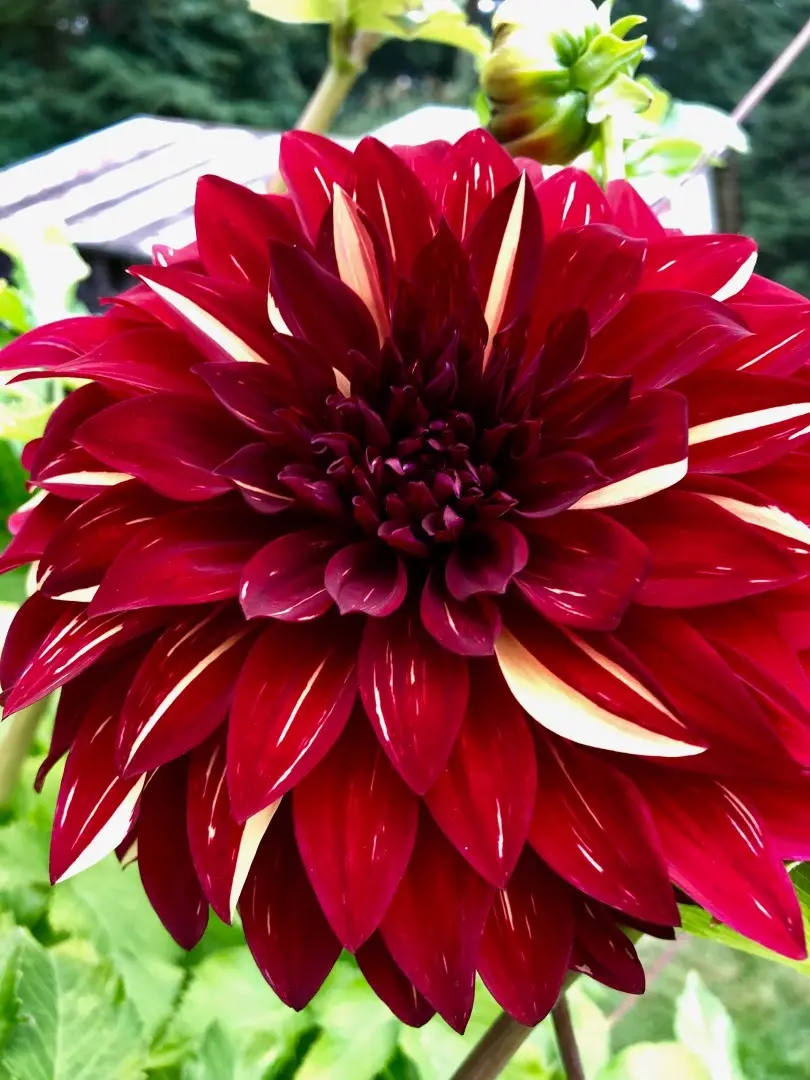 Dahlia Bohemian Spartacus Tubers