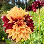 Dahlia Bohemian Spartacus Tubers
