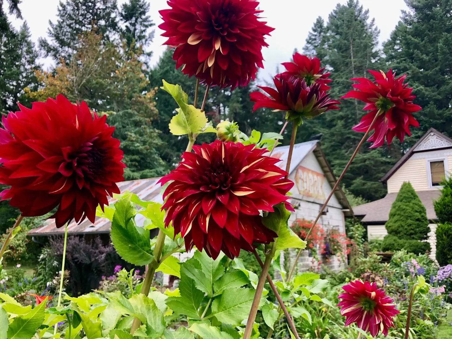 Dahlia Bohemian Spartacus Tubers