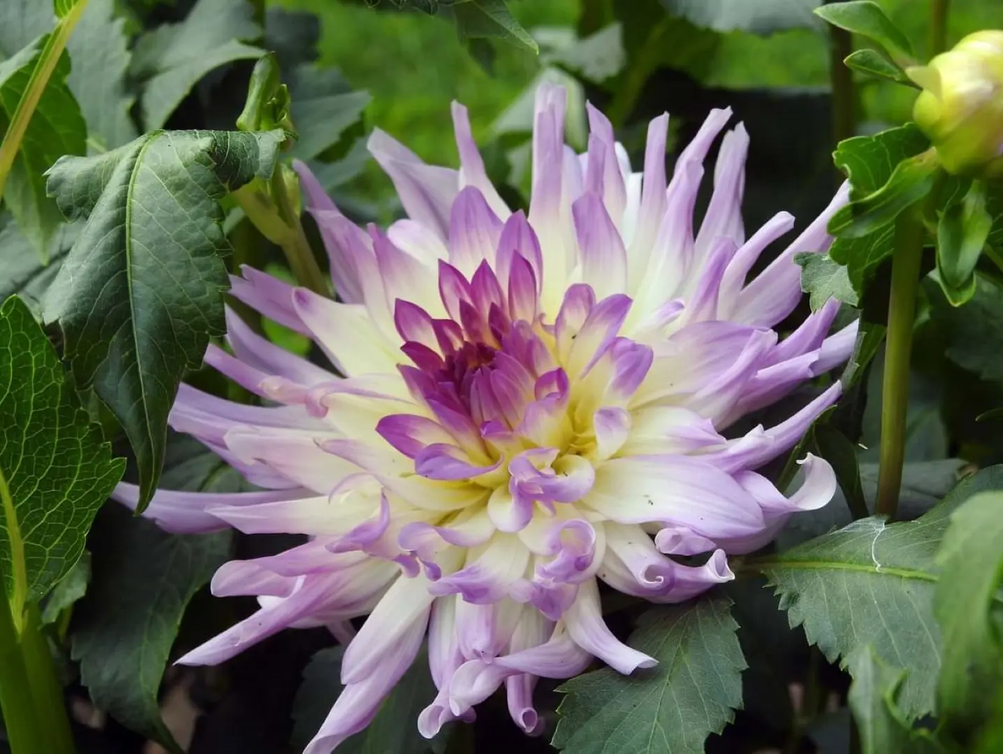 Dahlia Bold Accent Tubers