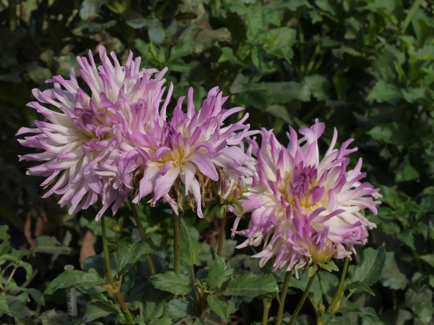 Dahlia Bold Accent Tubers