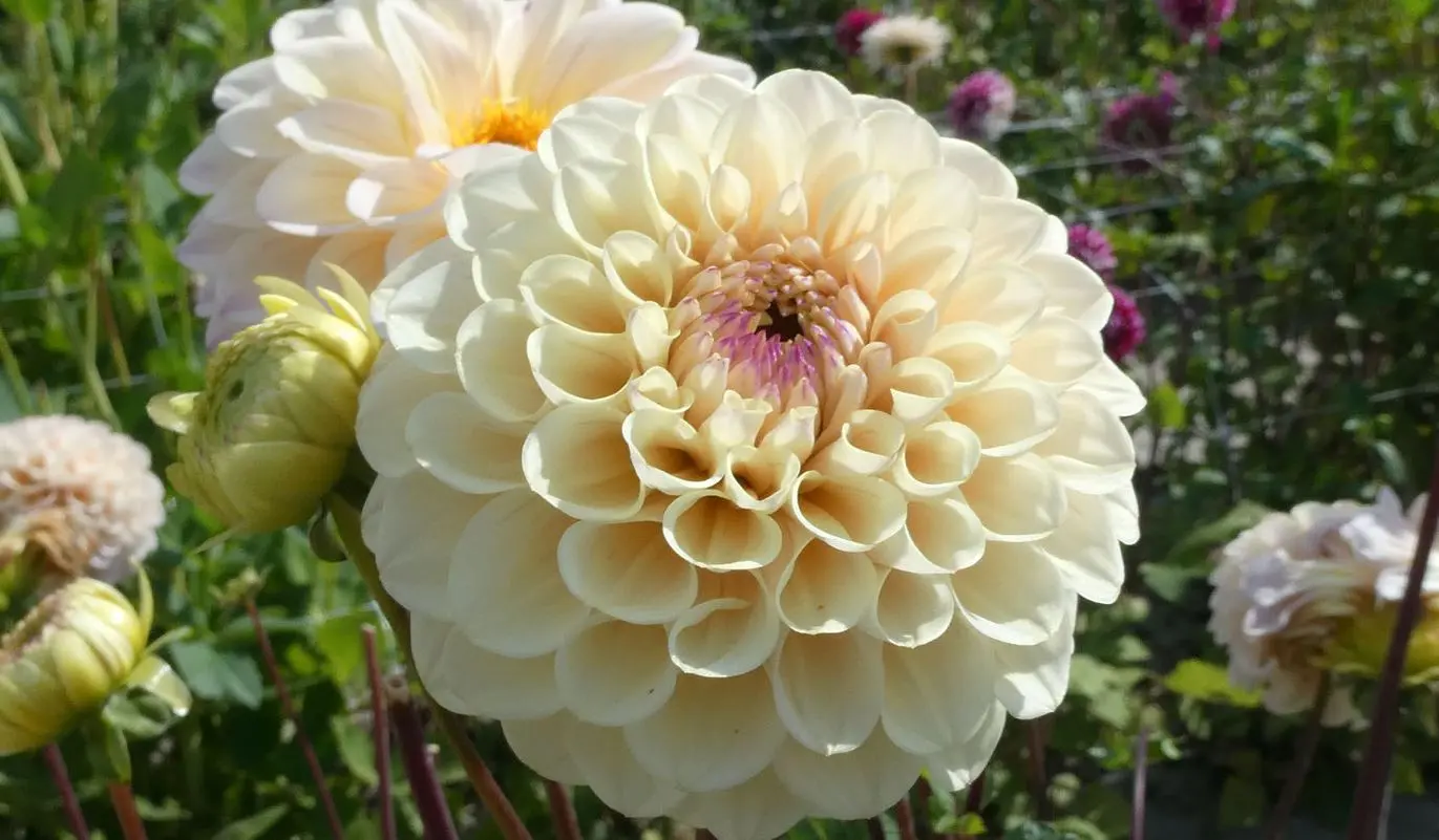 Dahlia Bolt Tubers