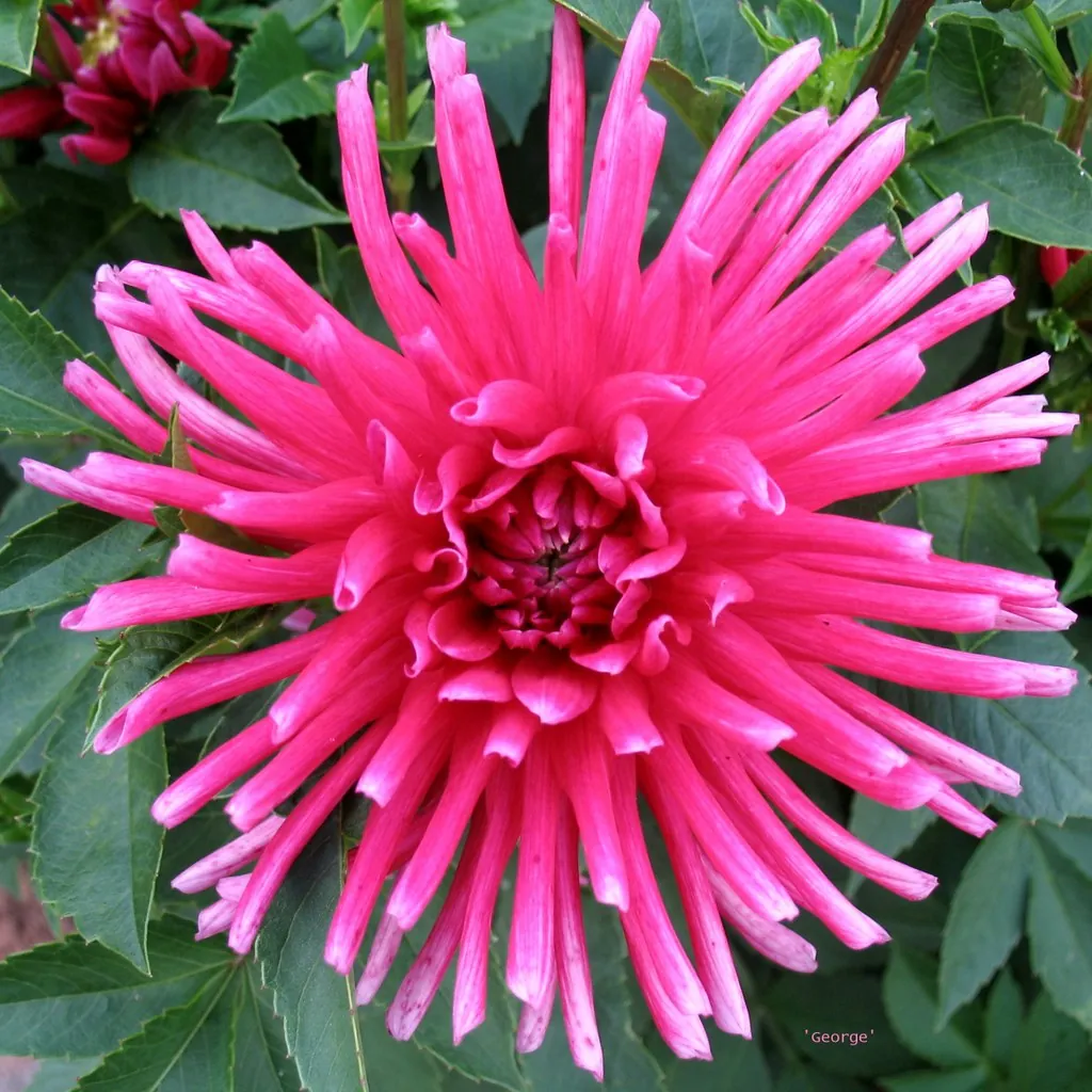 Dahlia Bon Esprit