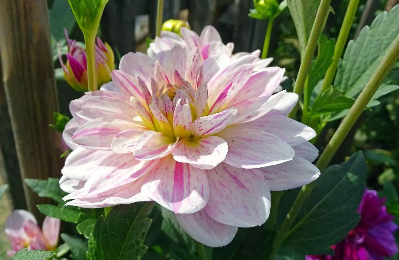 Dahlia Bonesta Tubers