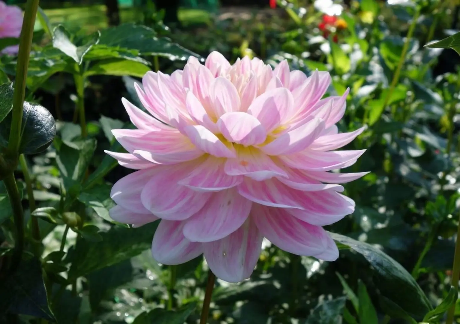 Dahlia Bonesta Tubers