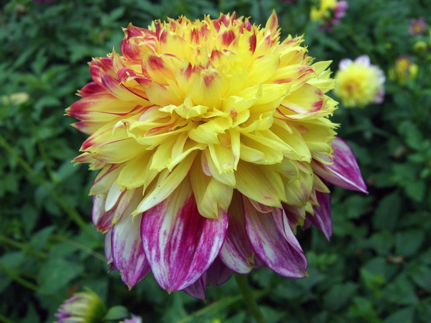 Dahlia Boogie Woogie Tubers